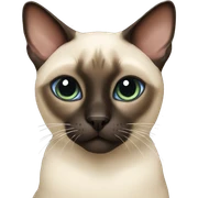 Siamese cat sticker