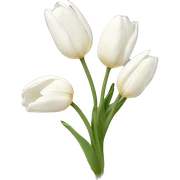 white tulips sticker