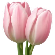 Pale Pink tulips  sticker
