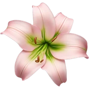 light pink lilium sticker