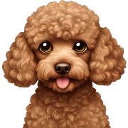 Brown toy poodle laying sticker