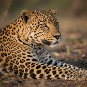 Leopard sticker