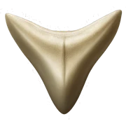 shark tooth fossil sticker