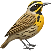 Meadowlark bird  sticker