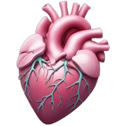 anatomical heart sticker
