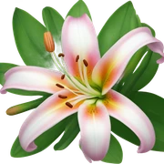 Lily flower sticker