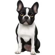 black french bulldog sticker