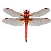 Red dragonfly sticker