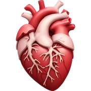 Anatomical heart sticker