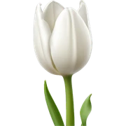 white tulip sticker
