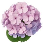 hortensia sticker