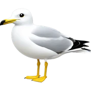 sinegull white sticker