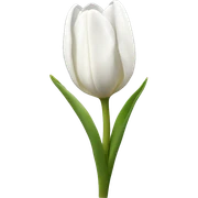 white tulips sticker