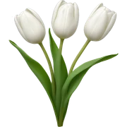 White tulips sticker