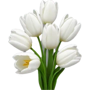 white tulips  sticker