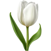 White tulip sticker