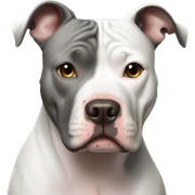 Pitbull sticker