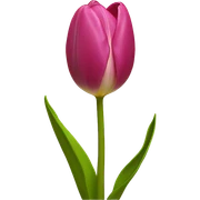 tulip sticker