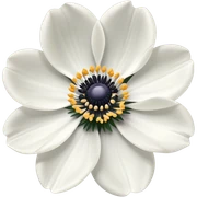 Anemone Flower  sticker