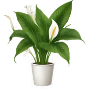 Peace lilies sticker