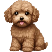 maltipoo brown sticker