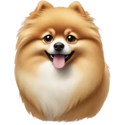 Pomeranian sticker