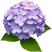 hydrangea sticker