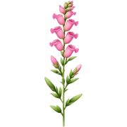 single Pink Snapdragon, straight stem sticker