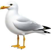 Seagull sticker