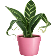 Snake plant in pink pot sticker