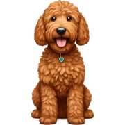 Red golden doodle  sticker