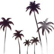 sunset palms sticker
