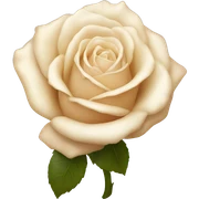 Cream rose sticker