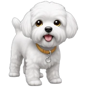 Bichon maltes blanco sticker