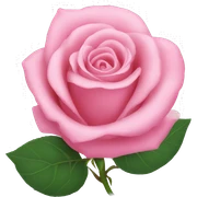 Pink rose sticker