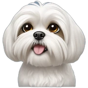 White maltese shih tzu sticker