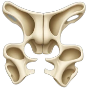 pelvis bones sticker