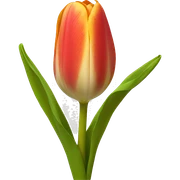 tulip sticker