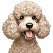 Poodle sticker