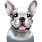 Blue merle french bulldog sticker