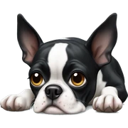 Boston terrier laying sticker