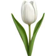 white tulips  sticker