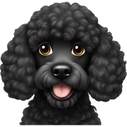 black poodle sticker