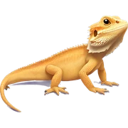 Bearded dragon sticker