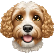 Cavapoo  sticker