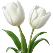 white tulips sticker