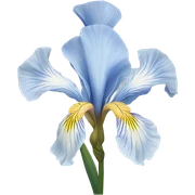 Light Blue iris flower sticker