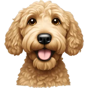 Beige goldendoodle sticker