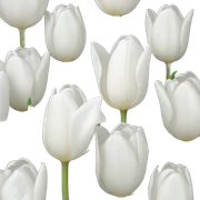 white tulip sticker