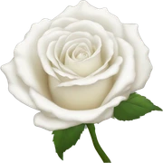white rose  sticker